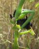 Mantis religiosa